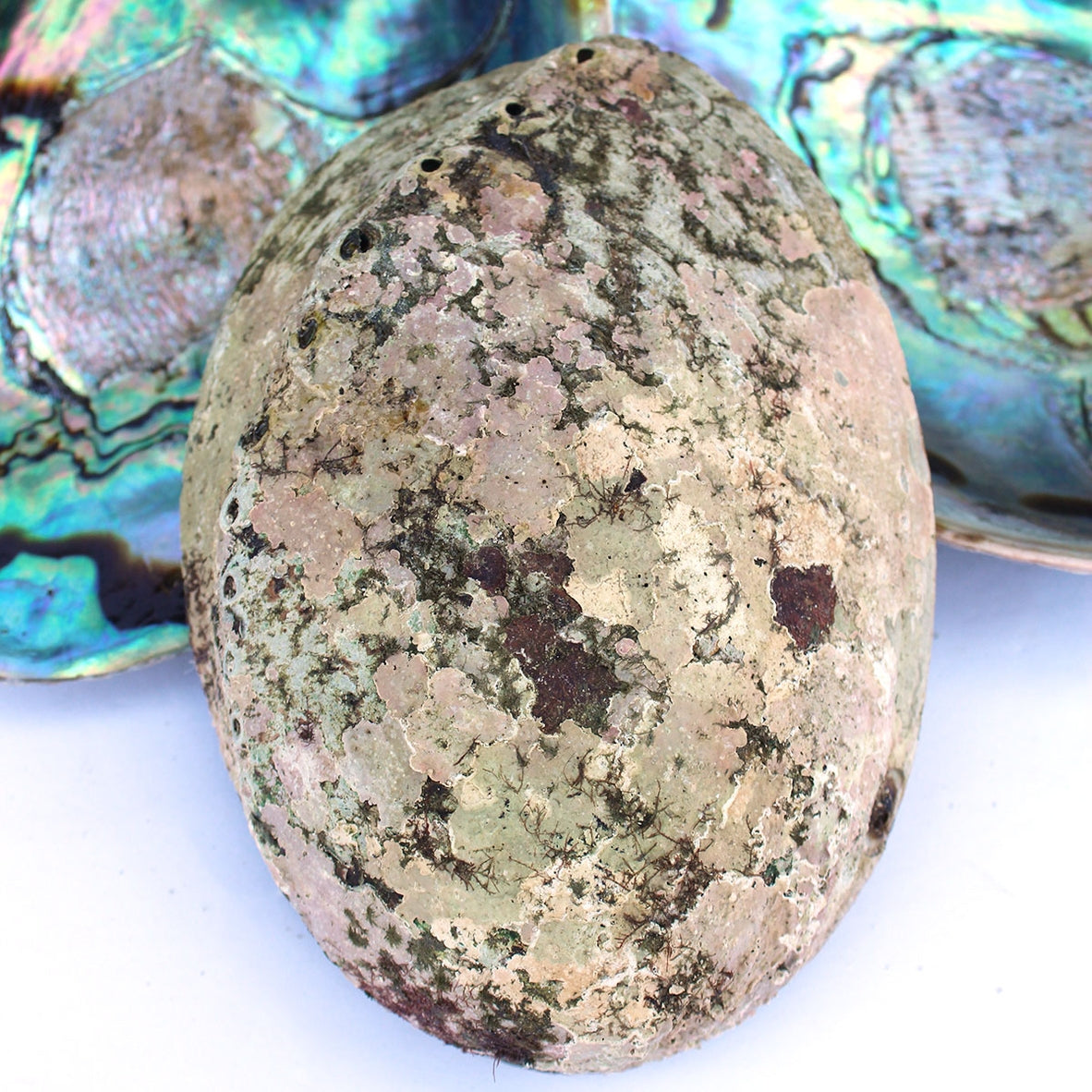 Abalone Shell | Iridescent