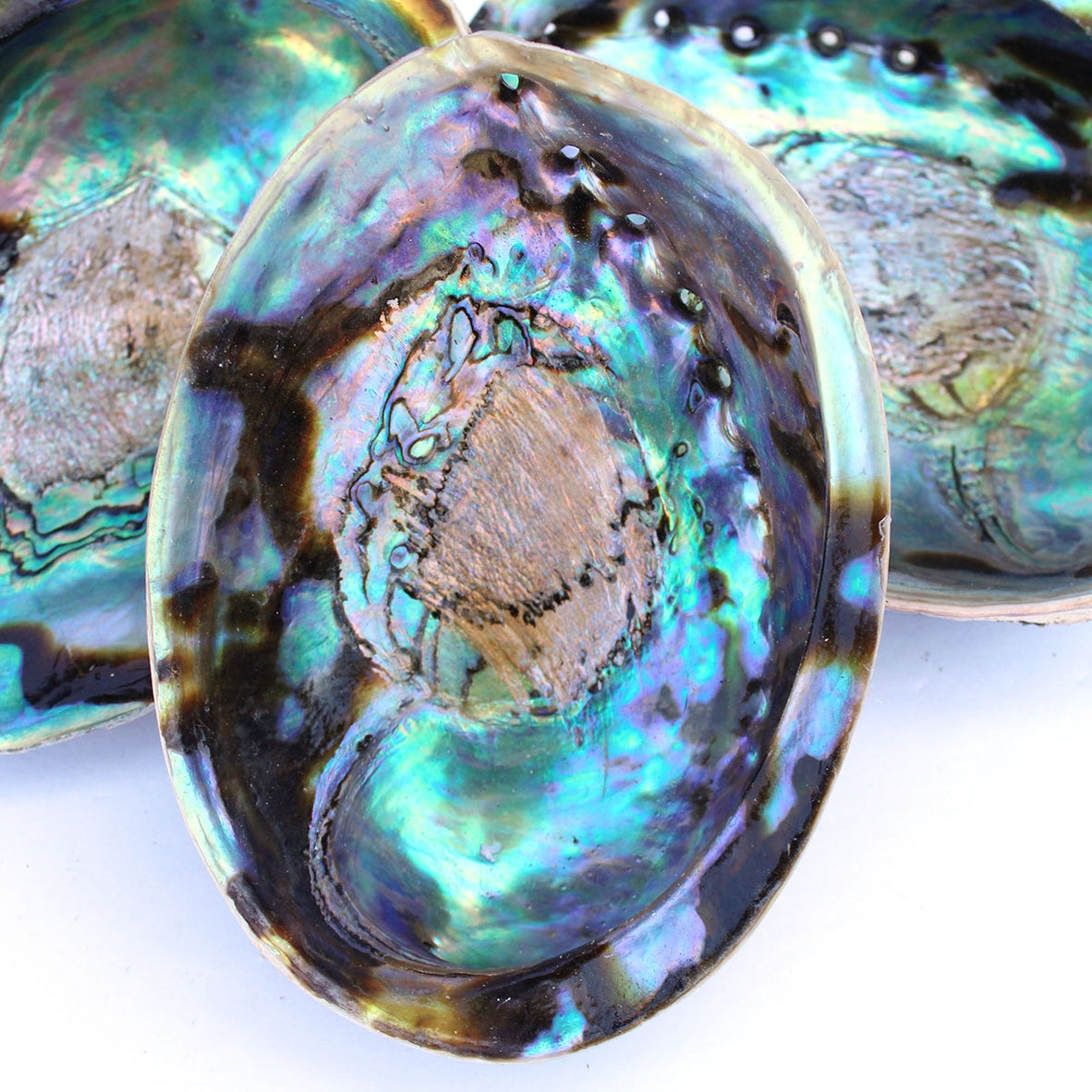 Abalone Shell | Iridescent